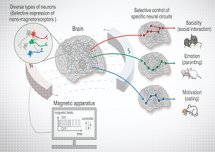 Nano-MIND - opracowano nową technologię kontrolowania mózgu za pomocą pól magnetycznych.